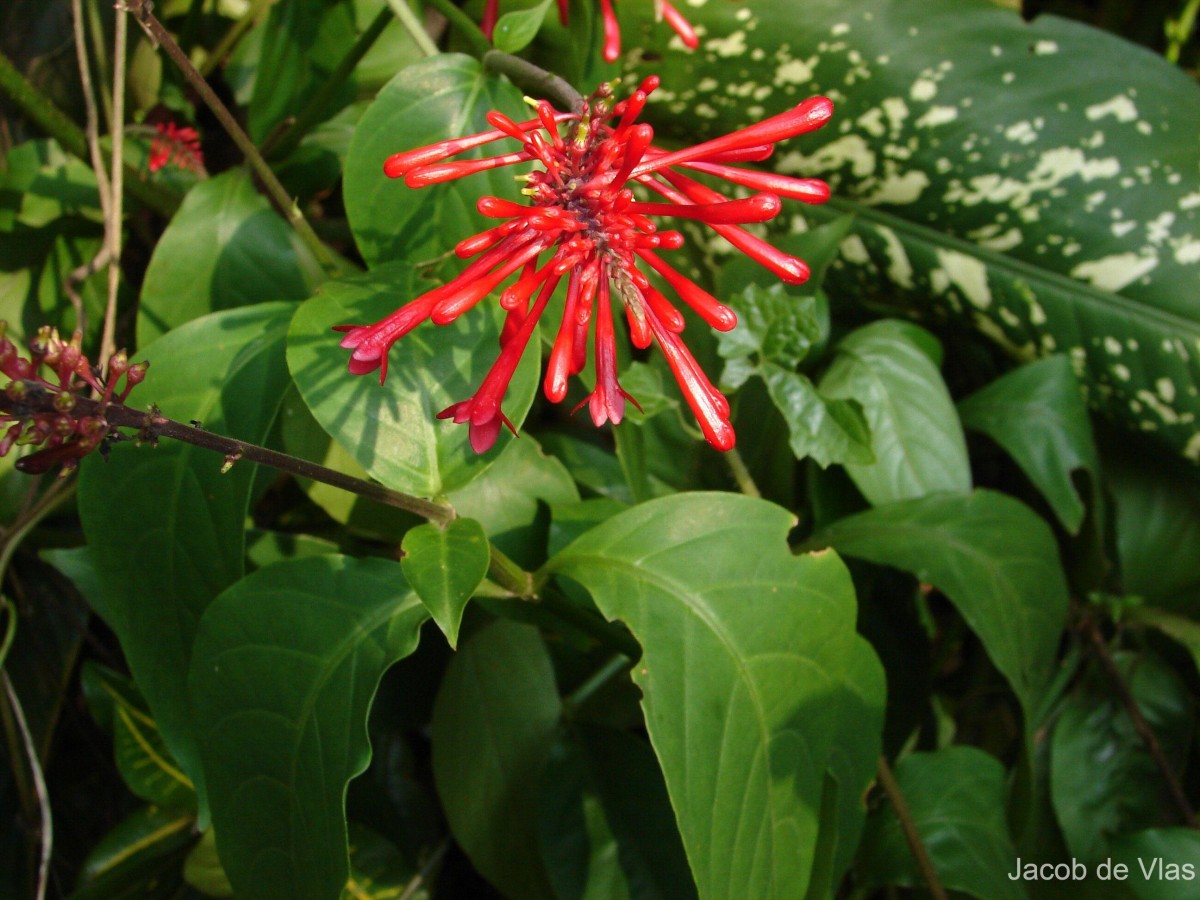 Odontonema tubaeforme (Bertol.) Kuntze